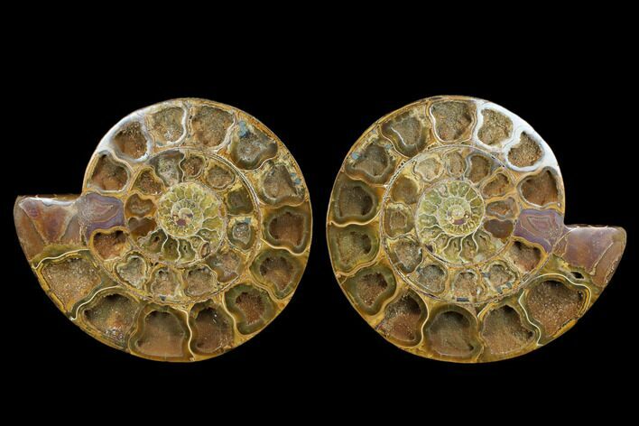 Cut & Polished Ammonite Fossil - Jurassic #183362